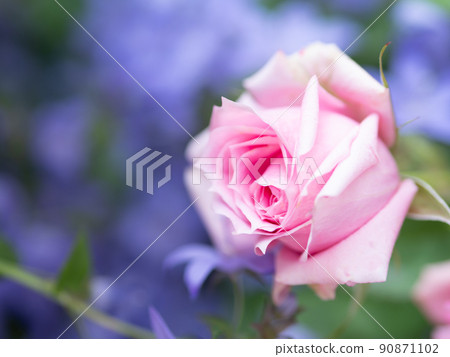 Light rose pink 90871102