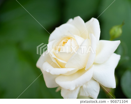 Pure white rose Pure white rose 90871104