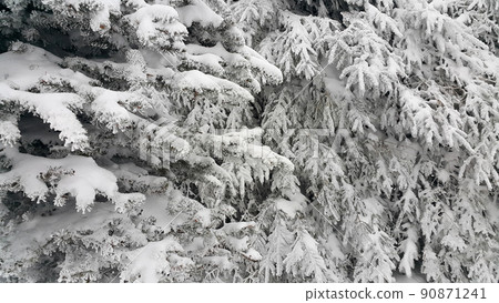 Beautiful coniferous trees covered with snow in winter Beautiful coniferous trees covered with snow in winter 90871241
