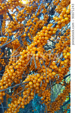 Sea-buckthorn branches with bright ripe berries Sea-buckthorn branches with bright ripe berries 90871243