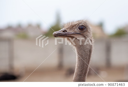 Head of an ostrich close-up. An ostrich bird that does not fly 90871463