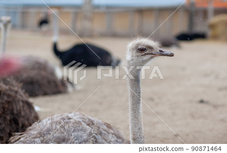 Head of an ostrich close-up. An ostrich bird that does not fly 90871464