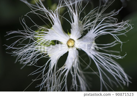 Clown flower flowers Clown flower flowers 90871523