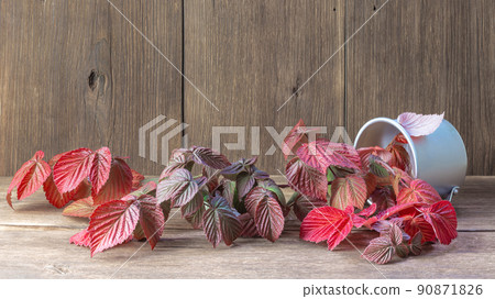 Wooden background with medicinal raspberry leaves and a cup for brewing tea. Herbal natural alternative medicine. Anti-inflammatory agent for women's health Wooden background with medicinal raspberry leaves and a cup for brewing tea. Herbal natural alternative medicine. Anti-inflammatory agent for women's health 90871826