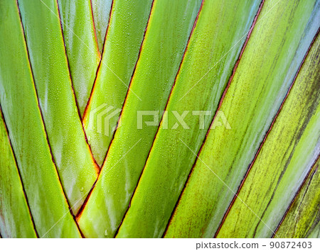 Texture on body of traveler's palm, Ravenala banana Texture on body of traveler's palm, Ravenala banana 90872403