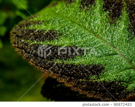 Colorful pattern and soft fur on the leaf surface of the Carpet Plant 90872483