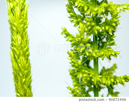 Close up the freshness jungle rice weed on blue backgroud Close up the freshness jungle rice weed on blue backgroud 90872499