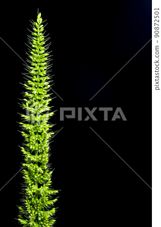 Close up the freshness jungle rice weed on black backgroud Close up the freshness jungle rice weed on black backgroud 90872501