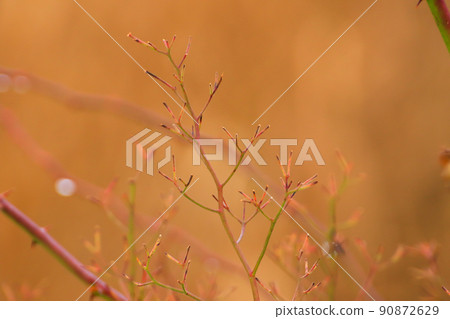 Regensburg, Germany, set of dry red twigs in winter time 90872629