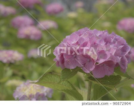 繡球 繡球 90872904