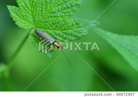 Oedemeridae（埼玉縣/六月） 90872907