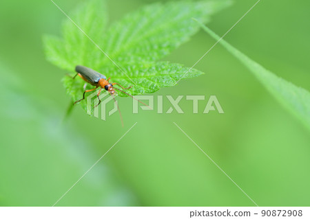 Oedemeridae（埼玉縣/六月） 90872908