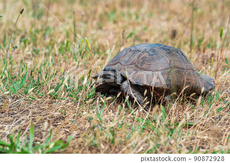greek tortoise among dry grass outdoor 90872928
