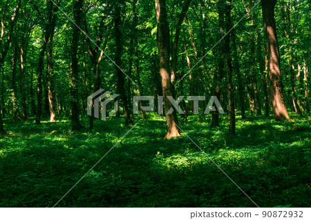 natural wooded landscape, temperate broadleaf forest natural wooded landscape, temperate broadleaf forest 90872932