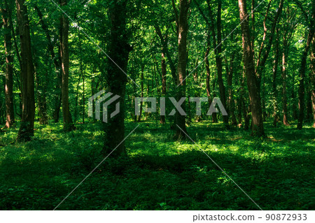 landscape in a shady forest thicket with dense undergrowth 90872933
