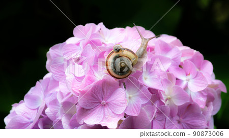 Snail parent and child and hydrangea flowers 2 Snail parent and child and hydrangea flowers 2 90873006