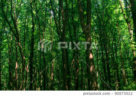 crowns and trunks of tall trees in a dense broadleaf forest crowns and trunks of tall trees in a dense broadleaf forest 90873022