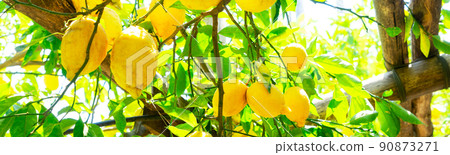 Lemon garden of Sorrento 90873271