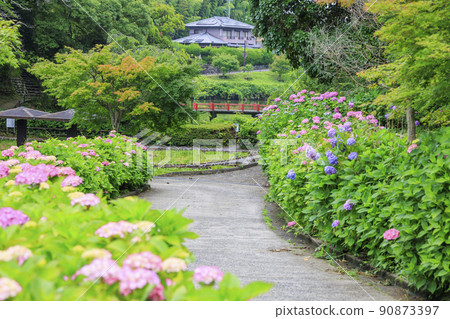 龜山公園 盛開的鳶尾花和繡球花 90873397