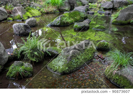 美麗的花園苔蘚 90873607