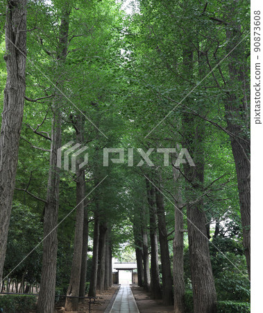 自然豐富的公園 90873608