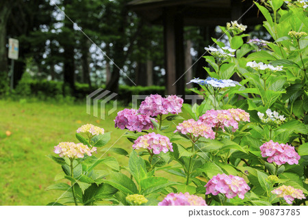 Manyo no Sato Park Hydrangea in full bloom 90873785