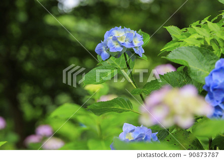 萬葉之裡公園繡球花盛開 90873787