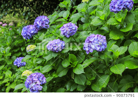 Manyo no Sato Park Hydrangea in full bloom Manyo no Sato Park Hydrangea in full bloom 90873791