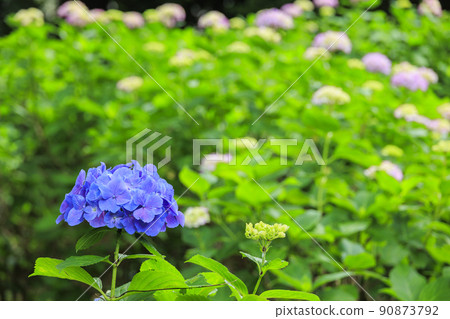 Manyo no Sato Park Hydrangea in full bloom Manyo no Sato Park Hydrangea in full bloom 90873792