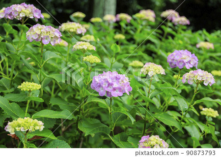 Manyo no Sato Park Hydrangea in full bloom Manyo no Sato Park Hydrangea in full bloom 90873793