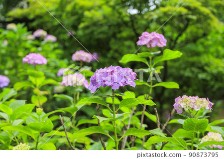 Manyo no Sato Park Hydrangea in full bloom Manyo no Sato Park Hydrangea in full bloom 90873795