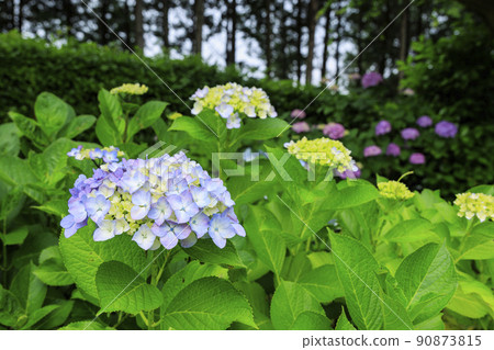 萬葉之裡公園繡球花盛開 90873815