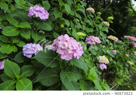 Manyo no Sato Park Hydrangea in full bloom Manyo no Sato Park Hydrangea in full bloom 90873822