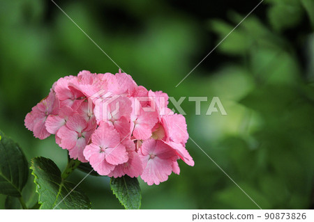萬葉之裡公園繡球花盛開 萬葉之裡公園繡球花盛開 90873826