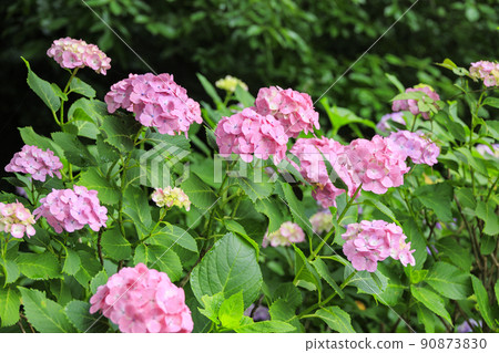 Manyo no Sato Park Hydrangea in full bloom Manyo no Sato Park Hydrangea in full bloom 90873830