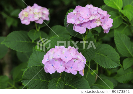 Manyo no Sato Park Hydrangea in full bloom Manyo no Sato Park Hydrangea in full bloom 90873841