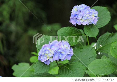 Manyo no Sato Park Hydrangea in full bloom 90873842