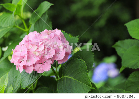 萬葉之裡公園繡球花盛開 90873843