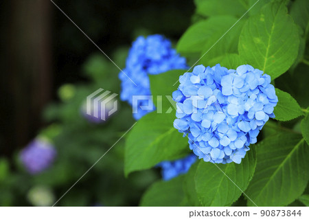 萬葉之裡公園繡球花盛開 90873844