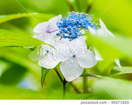 雨季的風景繡球花雨後有美麗的水滴 雨季的風景繡球花雨後有美麗的水滴 90873889