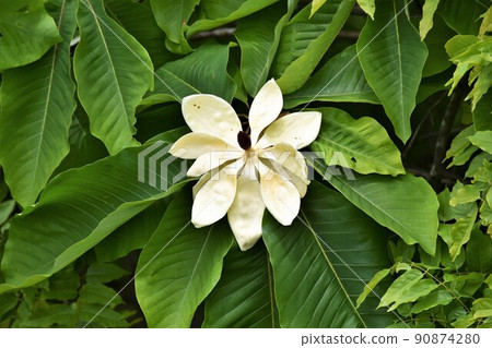 柏花 柏花 90874280