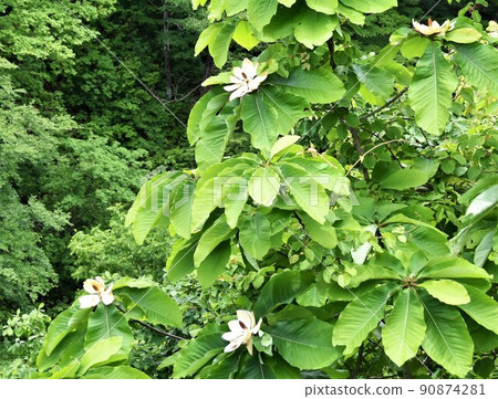 木蘭花與花 90874281