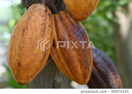 Greenhouse and cocoa nuts Greenhouse and cocoa nuts 90874285