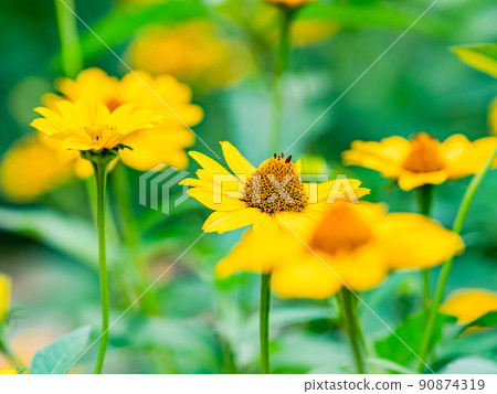 Cute flowers in early summer, Helianthus in full bloom 90874319