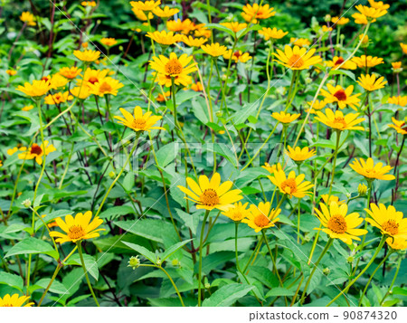 Cute flowers in early summer, Helianthus in full bloom 90874320