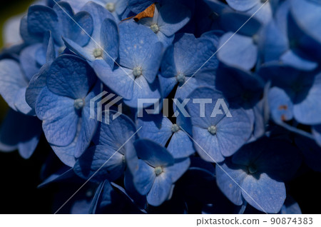 It is a hydrangea with a strong bluish tint. 90874383