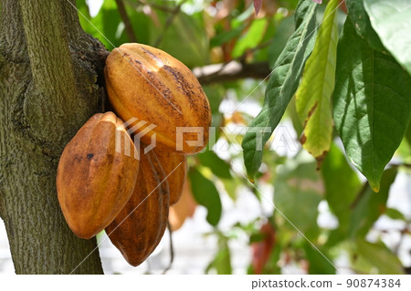 Cocoa nuts and greenhouse 90874384