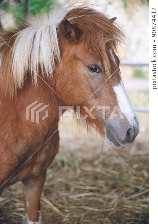 Cute pony with white brown hair on nose and legs Japanese ranch Cute pony with white brown hair on nose and legs Japanese ranch 90874412