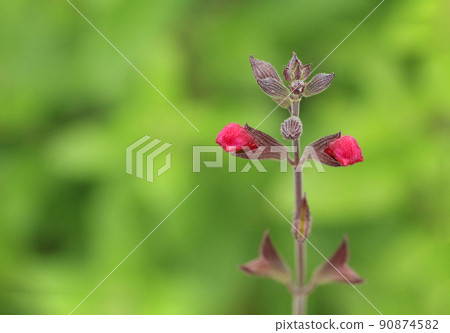 翠綠中,櫻桃鼠尾草筆直的莖上,有兩個即將開花的花蕾和多個帶條紋的花蕾。在右邊 翠綠中,櫻桃鼠尾草筆直的莖上,有兩個即將開花的花蕾和多個帶條紋的花蕾。在右邊 90874582