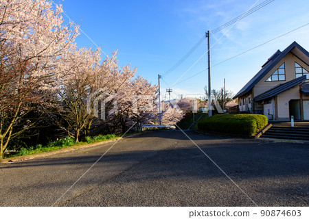Sakura scenery of Takayama Aviation Park, Kagawa Prefecture 90874603